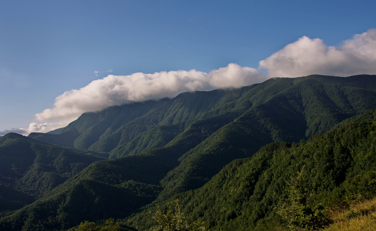 Foreste Casentinesi (G. Giacomini)