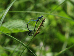 Coenagrion puella (Elisa Monterastelli)