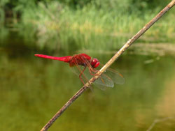 Crocothemis erythraea (Roberto Fabbri)