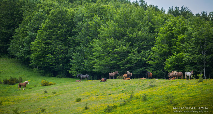 Scopri gli Habitat di interesse comunitario  Parco 