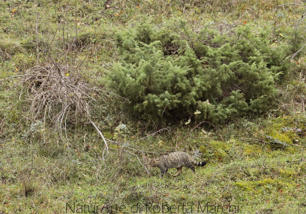 Il gatto selvatico recentemente | Parco Nazionale Foreste Casentinesi