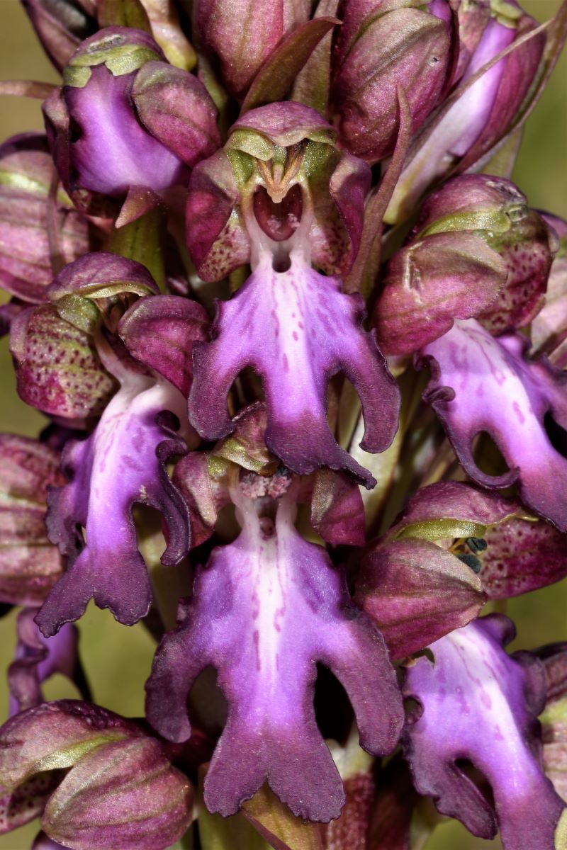 Una nuova orchidea per il Parco | Parco Nazionale Foreste Casentinesi