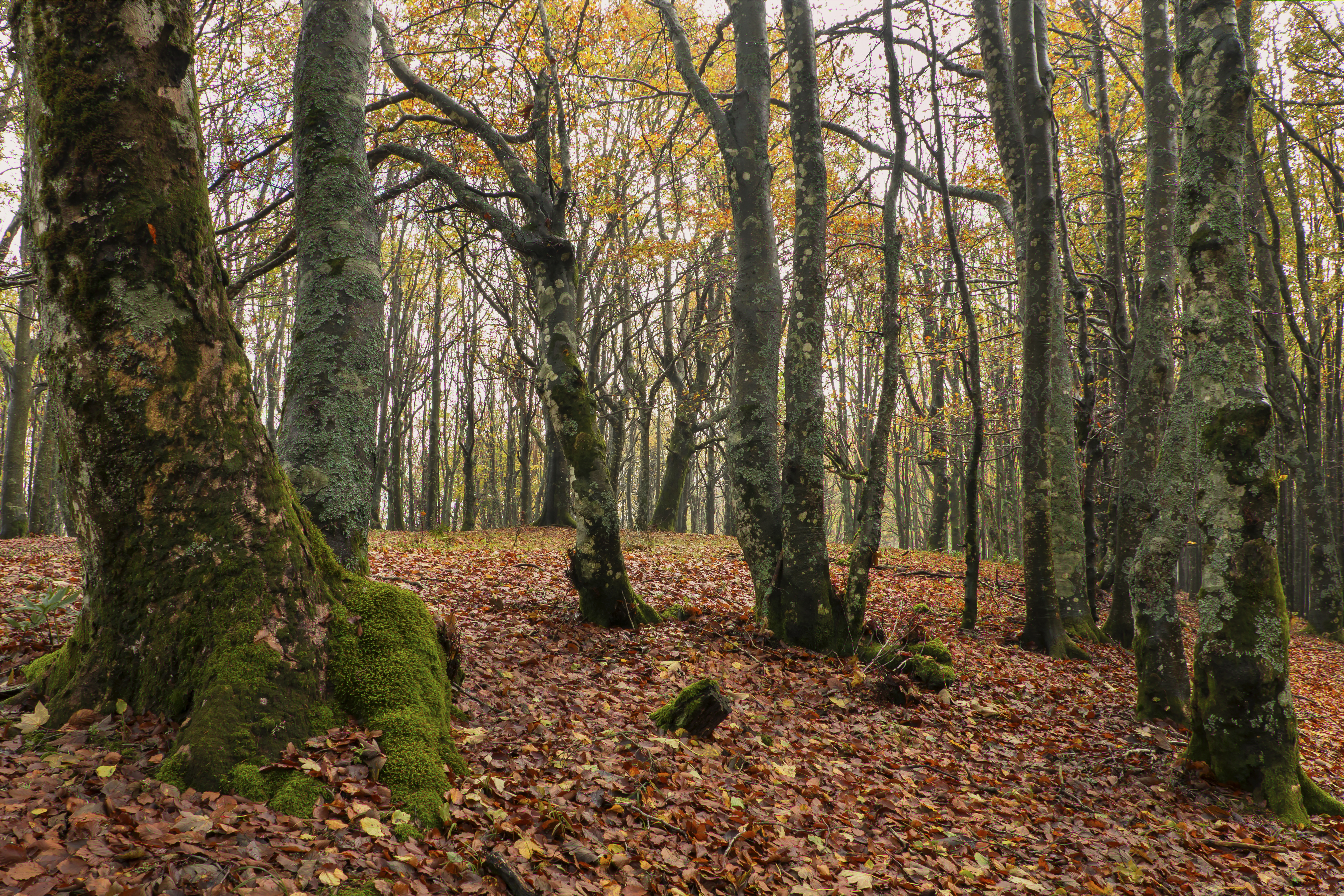 Foresta (G. Giacomini)