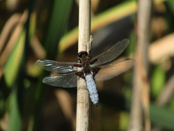 Libellula depressa (Elisa Monterastelli)