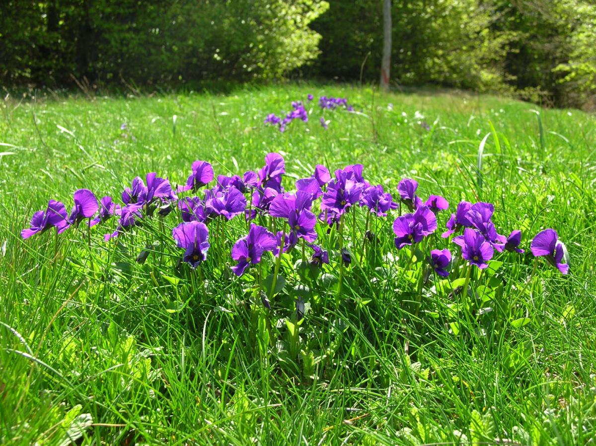 Viola eugeniae Viola eugeniae