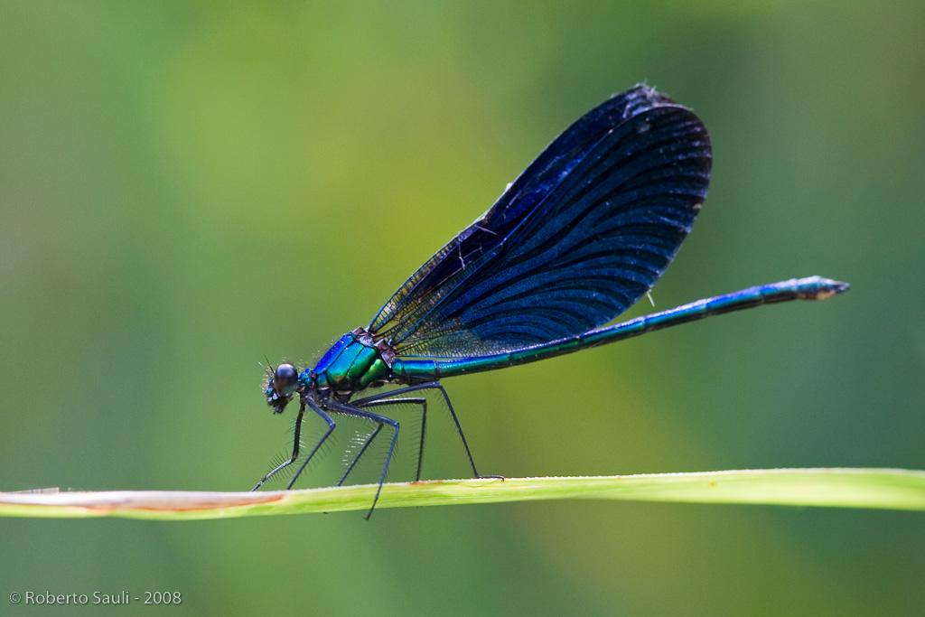 calopterix virgo