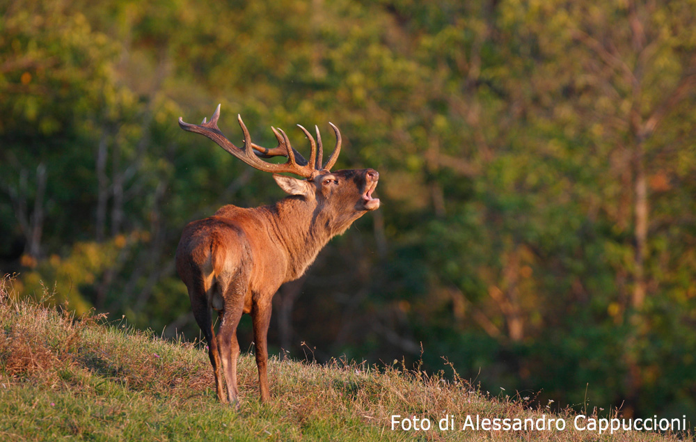 cervo bramito