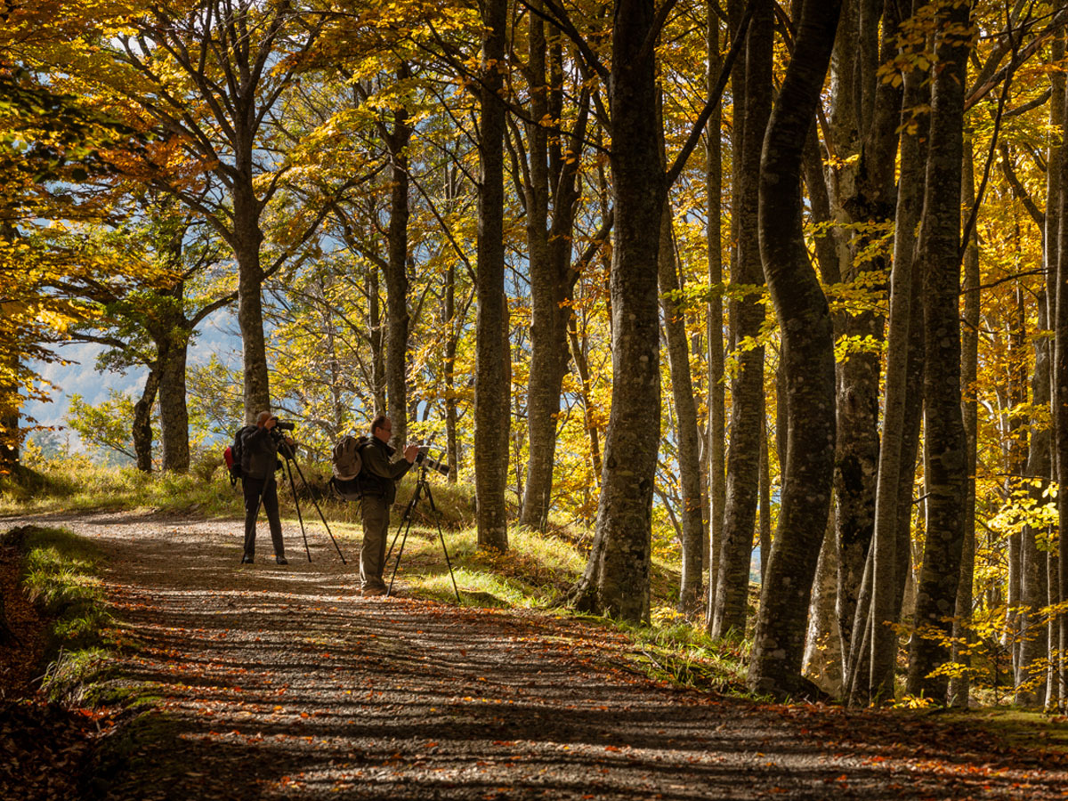 Parco Foreste Casentinesi