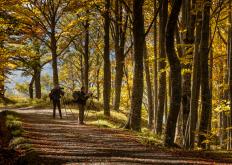 Parco Foreste Casentinesi